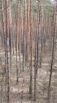 Vertical Video of the Forest Landscape Aerial View Slow Motion