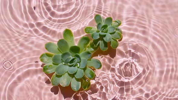 Green Succulent Flowers on Water Surface and Falling Water Drops Raindrops Waves on Pink Background