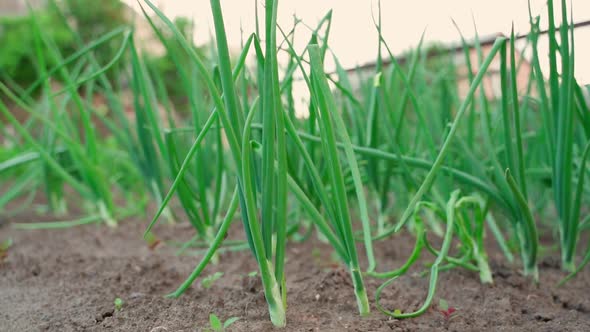 Growing Green Onions Closeup in the Vegetable Garden