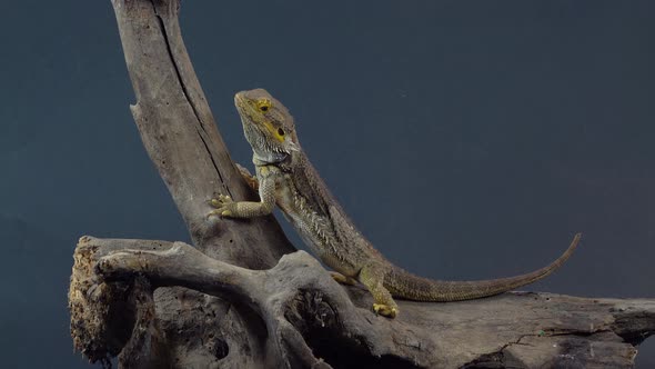 Lizards Bearded Agama or Pogona Vitticeps on Wooden Snag at Black Background in Studio