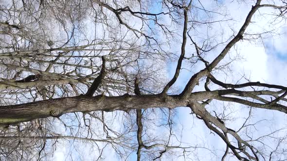 Vertical Video of the Forest with Trees Without Leaves Slow Motion