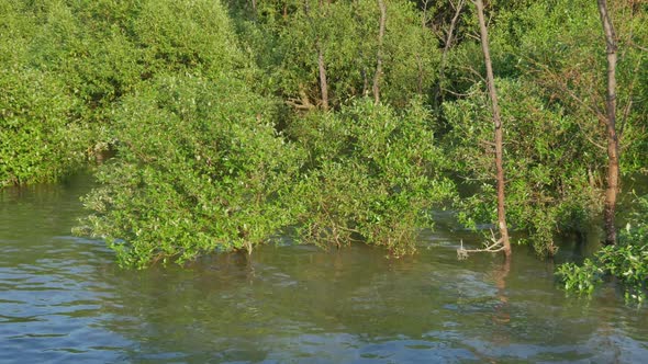 Mangrove Forest