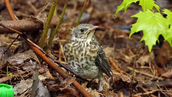 Nestling Fledgling Fell Out of the Nest in the Spring