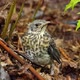 Nestling Fledgling Fell Out of the Nest in the Spring - VideoHive Item for Sale