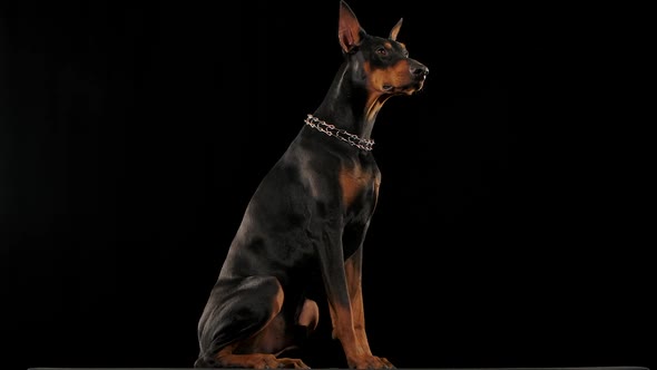 Doberman Pinscher Isolated in the Studio on a Black Background