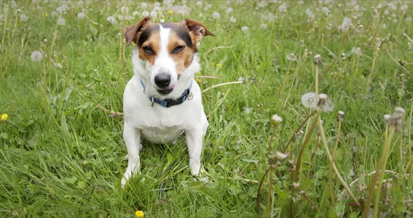 Small Dog of the Jack Russell Terrier Breed Sits on a Green Meadow.