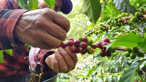 Person picking his harvested coffee on his farm