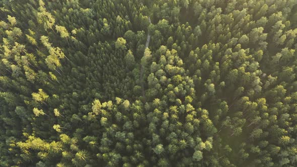 Flight Over Alpine Forest Durring Sunset High Altitude