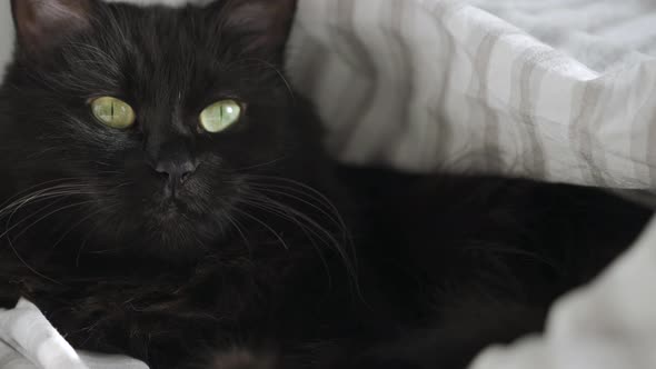 Black Fluffy Cat with Green Eyes Lies Wrapped in a Blanket