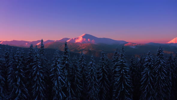 Sunrise aerial Landscape: Fly near Spruce covered Snow. Aerial Drone view of Winter 