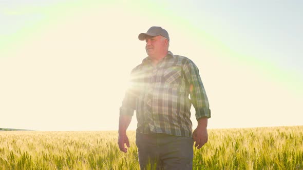 Senior Farmer Walking in Wheat Field