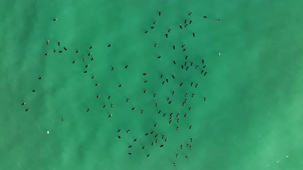 A flock of Wild Ducks swims in the Sea aerial view 4 K