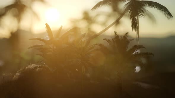 Coco Palm Trees Tropical Landscape