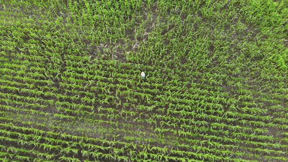 Aerial View of Farmer with Digital Tablet Computer in Cultivated Agricultural Maize Crop Corn Field