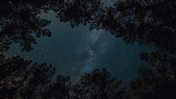 Time-lapse. Milky way in the starry sky in the night forest