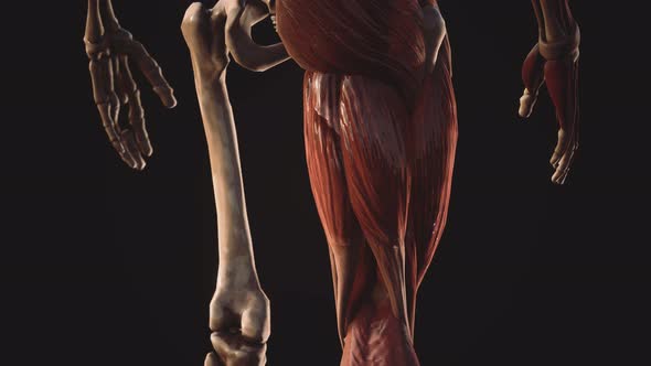 Muscular and Skeletal System of Human Body alt