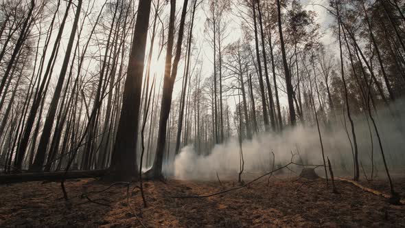 Aftermath of Forest Fire Smoking Charred Tree Trunks and Branches