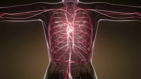 Human Body with Glow Blood Vessels alt