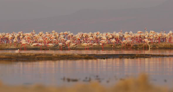 Pink Flamingos Stand on an Island in the Lagoon