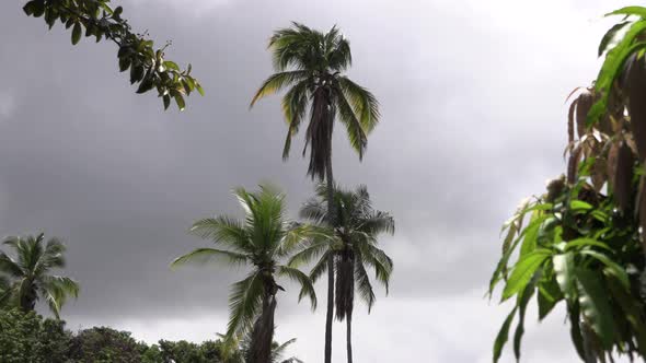 Coconut palms swayed the wind stormy gray sky. The weather is overcast Stock Footage 4k UHD 50 FPS