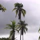 Coconut palms swayed the wind stormy gray sky. The weather is overcast Stock Footage 4k UHD 50 FPS - VideoHive Item for Sale