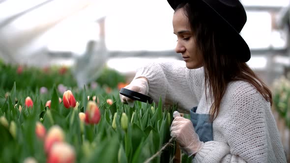 Attractive Young Female Florist or Agronomist in Work Clothes Hat and Apron Tending Tulip Flowers in