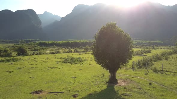 Tree with Lush Leaves on Meadow Near Field Aerial View