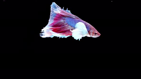 Siamese fighting fish (Betta splendens)