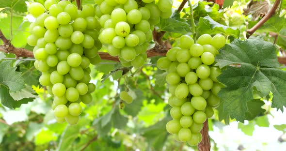 Fresh Grape Farm