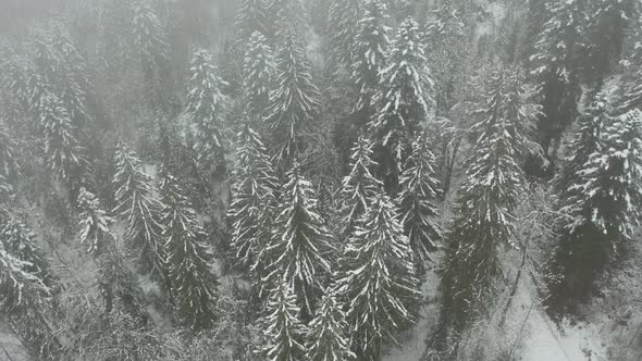 Jib down of snow covered pine forest in winter