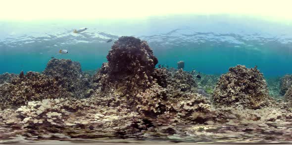 Coral Reef and Tropical Fish Vr360