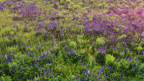 Flight Over Purple Lupine in Bloom at the Sunrise Landscape. Lupinus, Commonly Known As Lupin 