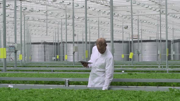 Man Agronomist Checking Organic Vegetables in Greenhouse and Using Tablet Spbd