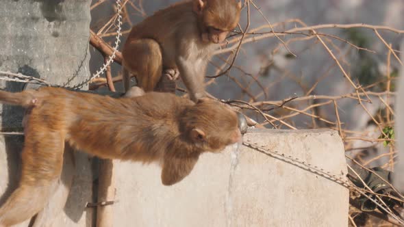 high frame rate clip of a macaque pair drinking from a faucet in agra