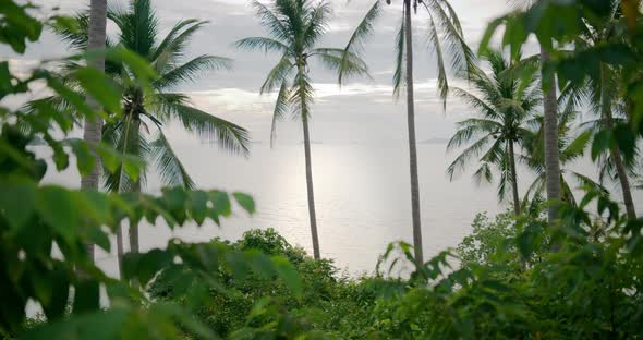 Tropical Shot Through the Palm Forest to the Sea Wild Nature Full of Greens and Amazing Forest