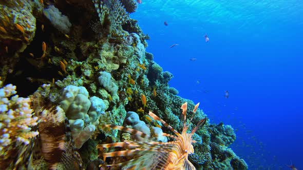 Tropical Underwater Lionfish