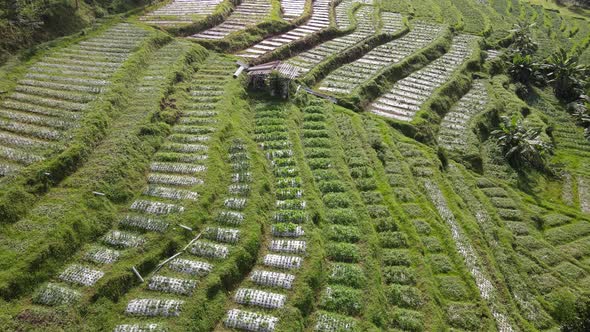 Aerial view of vegetable field in Indonesia with terrace pattern