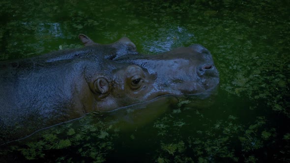 Hippo Goes Underwater In Jungle In The Evening