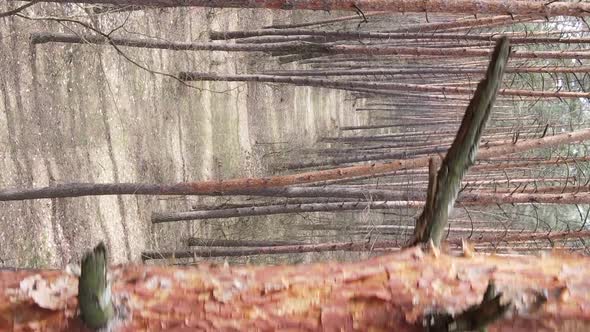 Vertical Video of Trees in a Pine Forest Slow Motion