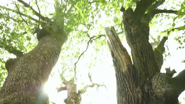 Tilting down from the sunny treetops to the moss covered bark of a tree trunk in a forest near Saint