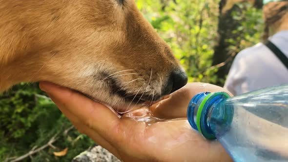 Owner Waters Cute Karelian Laika Dog From Palm in Green Park