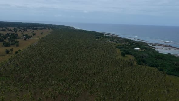 Aerial view of a large village palm plantation growing near the coastline of a remote tropical islan