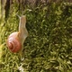Snail - VideoHive Item for Sale