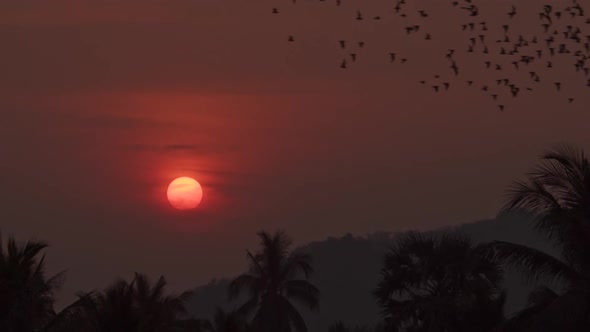 A large colony of tens of thousands of bats fly through a hazy blood red sky with the sun setting in