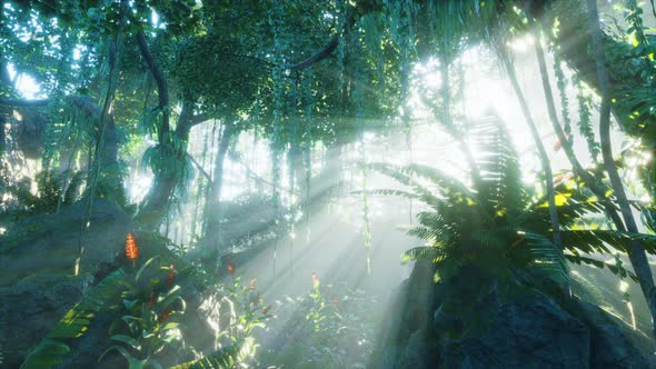 Morning Light in Beautiful Jungle Garden