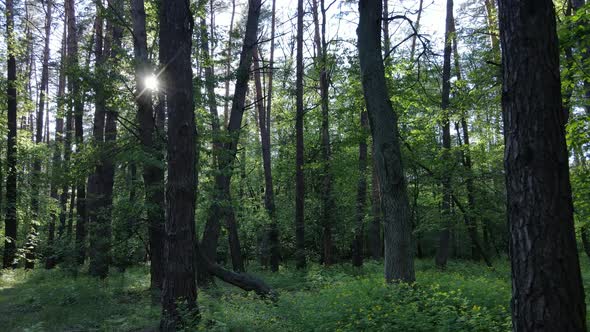 Summer Forest with Pine Trees Slow Motion