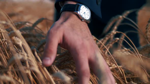 Men hand with wristwatch on the background of ears of golden wheat on the field