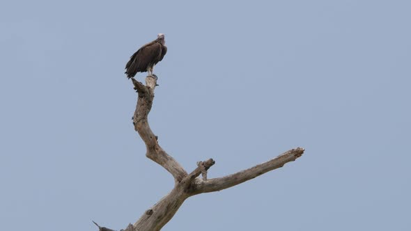 Dead tree with vulture in it in Serengeti Tanzania