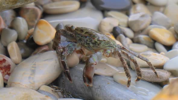 Pachygrapsus Marmoratus is a Species of Crab Sometimes Called the Marbled Rock Crab or Marbled Crab