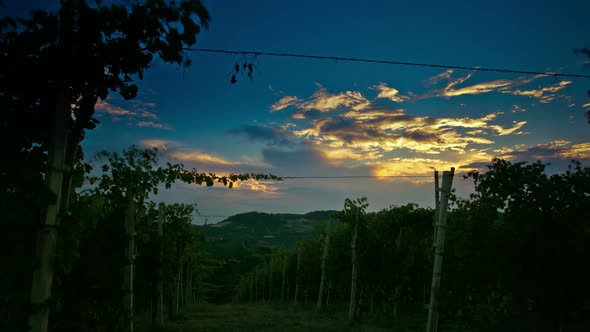 Scenic Vineyard Landscape of Piedmont, Italy